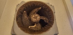 洗面所・トイレ換気扇のホコリ